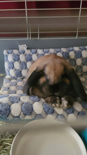 Loving her new bed